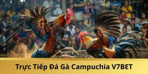 da-ga-Campuchia-V7BET