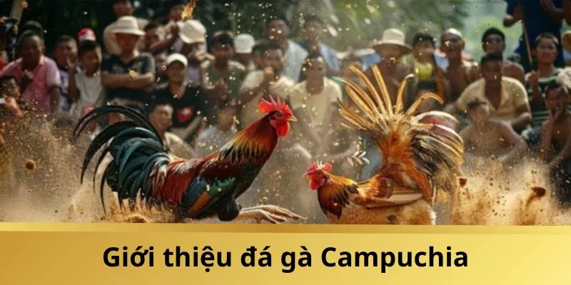 Đôi nét về bộ môn đá gà Campuchia cực Hot hiện nay