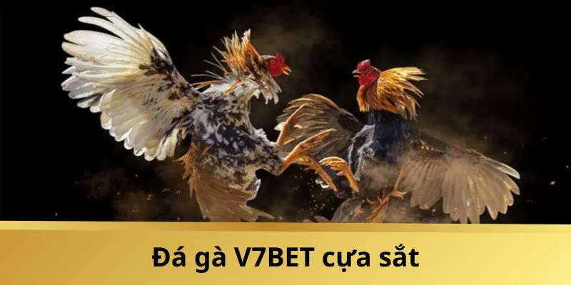 Đá gà V7BET cựa sắt cực Hot