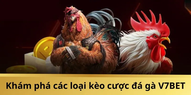 3 kèo đá gà V7BET hấp dẫn nhất 2025