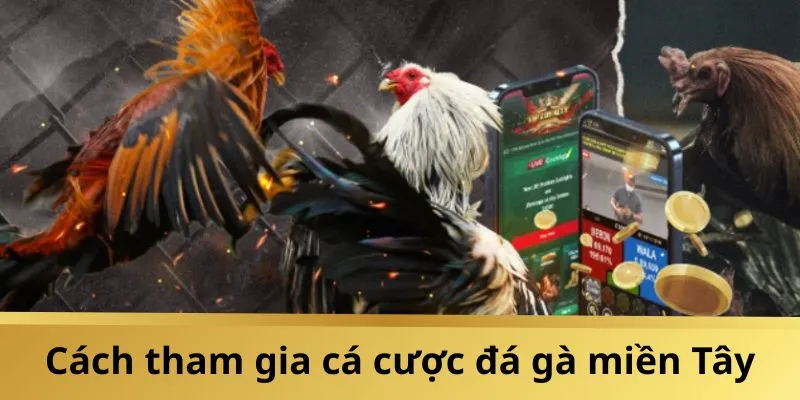 Hướng dẫn tham gia đá gà miền Tây cực dễ