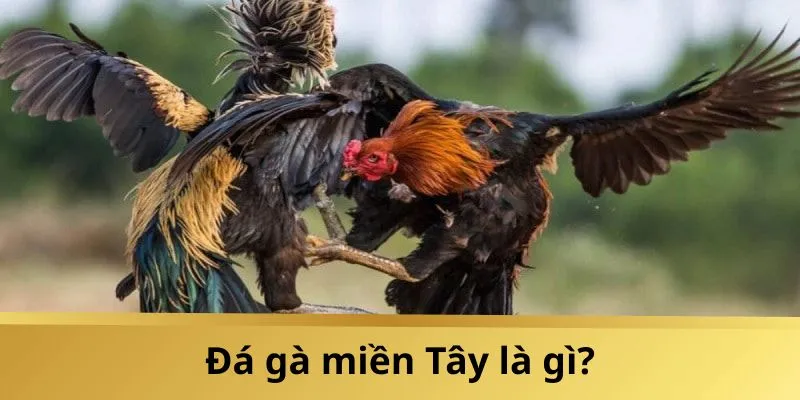 Tìm hiểu về bộ môn đá gà miền Tây