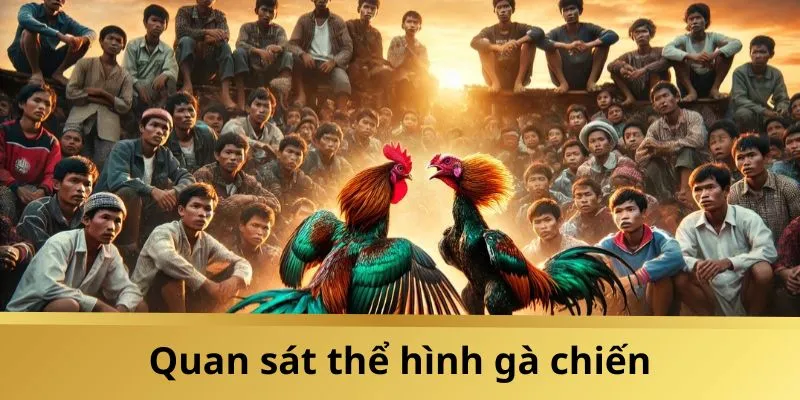 Chú ý đến thể trạng gà chiến