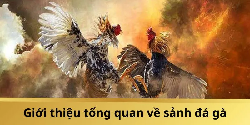 Đôi nét về sân chơi đá gà trực tuyến V7BET