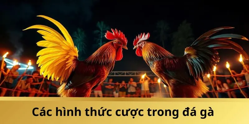 Sân chơi đá gà trực tuyến V7BET cung cấp đa dạng kèo cược