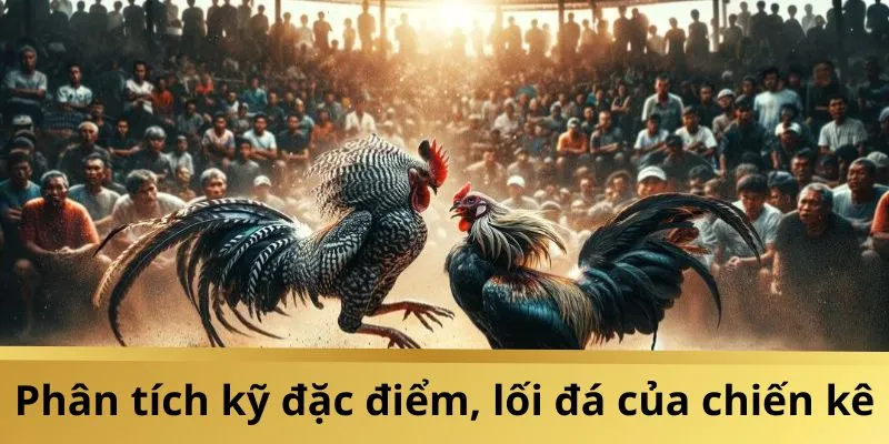 Phân tích kỹ lưỡng về đặc điểm và lối đá của từng chiến kê
